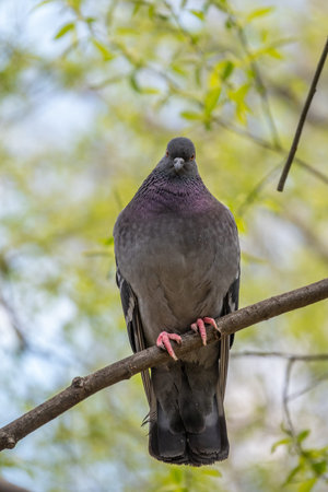 The fat pigeon is importantly sitting on a branch. Domestic pigeon bird and blurred natural background. Gray dove bird.の写真素材