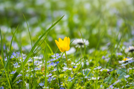 Colorful yellow tulips blossom in spring. Natural sprintime background.の写真素材