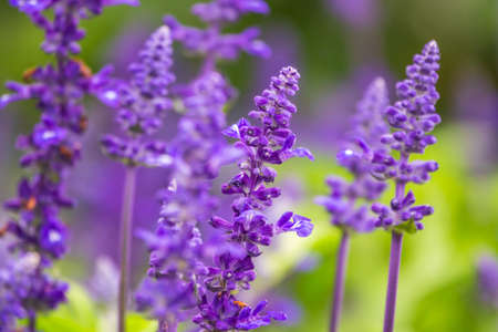 Blue Salvia farinacea flowers, or Mealy Cup Sage. A beautiful, brightly colored and eye-catching, full blooming purple flowers, bunch into long bouquet on green background, close-up, natural sunlightの写真素材