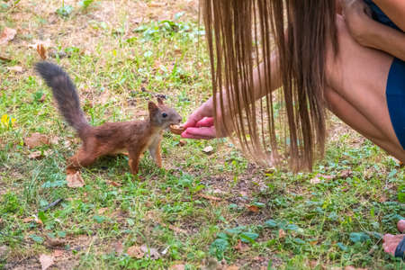 A woman feeding a squirrel in the summer park. Squirrel eats nuts from the girls hand.の写真素材