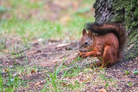 Squirrel in summer with nut on green grass under a big tree. Eurasian red squirrel, Sciurus vulgaris.の写真素材