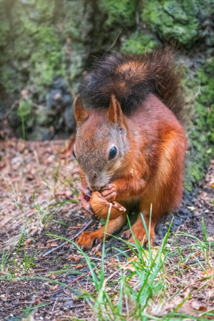 Squirrel in summer with nut on green grass under a big tree. Eurasian red squirrel, Sciurus vulgaris.の写真素材