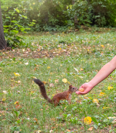 The boy feeds a squirrel with nuts from a hand in the wood. Wild animal. Autumn forest.の写真素材