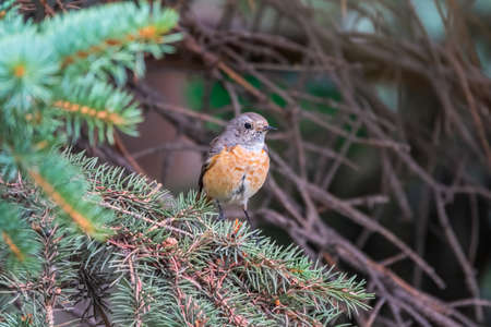 The common redstart female, Phoenicurus phoenicurus, is photographed in close-up sitting on a branch against a blurred background. Soft evening lightの写真素材