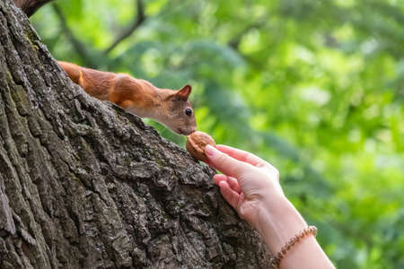 A woman feeding a squirrel in the summer park. Squirrel eats nuts from the girls hand.の写真素材