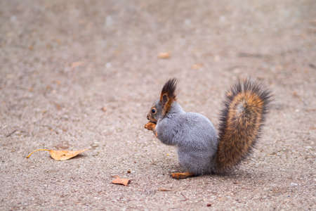 The squirrel stands on its hind legs on the footpath in the park. Eurasian red squirrel, Sciurus vulgarisの写真素材