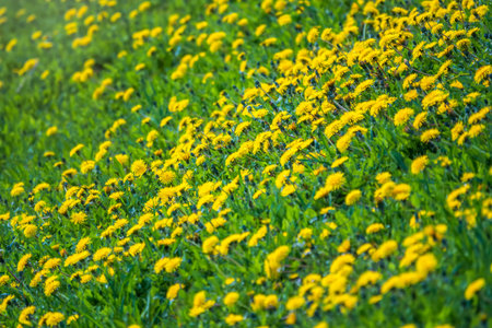 Field of yellow dandelions. Summer field of dandelions. Taraxacum officinale, the common dandelionの写真素材