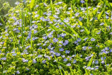 Field of Beautiful blue flowers of Veronica chamaedrys or germander speedwell, bird's-eye speedwell, cat's eyes. Veronica chamaedrys plant with blue flowers in the grass for background.の写真素材