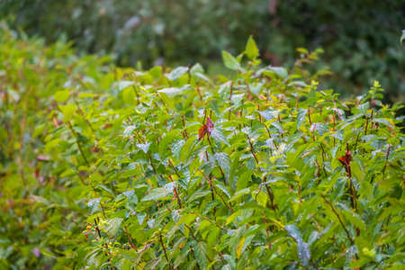 Trimmed bushes with water drops after rain. Natural backgroundの写真素材