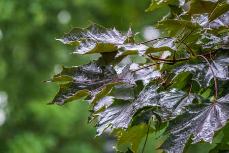 Acer platanoides, the Norway maple, fresh wet maple leaves with rain drops in summer park or forest. Natural green background. Natural leaf texture from the tree.の写真素材
