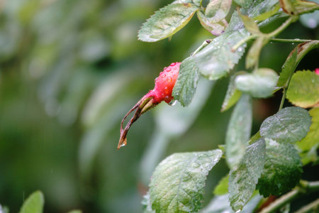 Autumn or summer nature background with rose hips branches with water drops after rain in the sunset light. The rose hip or rosehip, also called rose haw, is the accessory fruit of the rose plant.の写真素材