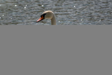 A graceful white swan swimming on a lake with dark green water. The white swan is reflected in the water. The mute swan, Cygnus olorの写真素材