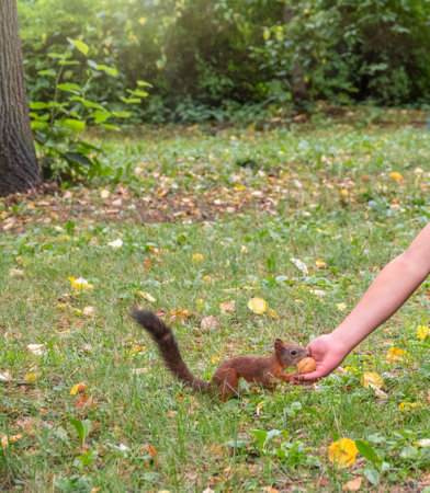 The boy feeds a squirrel with nuts from a hand in the wood. Wild animal. Autumn forest.の写真素材