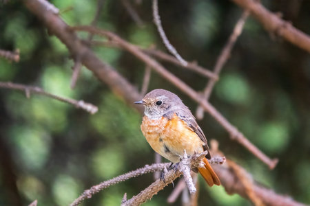 The common redstart female, Phoenicurus phoenicurus, is photographed in close-up sitting on a branch against a blurred background. Soft evening lightの写真素材