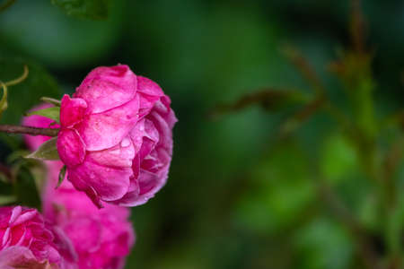 Blooming red rose bud with raindrops close up. Red rose with water drops after rain. Freshness nature conceptの写真素材