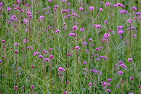 Verbena bonariensis flowers, Argentinian Vervain or Purpletop Vervain, Clustertop Vervain, Tall Verbena, Pretty Verbena, in garden on green blured backgroundの写真素材