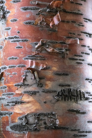 Prunus padus, bird cherry, hackberry, hagberry, Mayday tree golden bark of trunk in green forest. Natural background, bark of bird cherry tree, closeup texture view under sunlightの写真素材