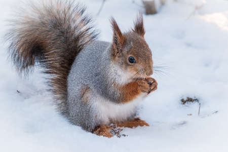 The squirrel sits on white snow. Eurasian red squirrel, Sciurus vulgarisの写真素材