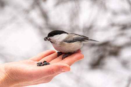 A willow tit sits on hand and eats seeds. Hungry bird willow tit eating seeds from a hand in winter or autumn. Caring for animals in winter or autumn.の写真素材