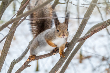 The squirrel sits on a branches in the winter or autumn. Eurasian red squirrel, Sciurus vulgaris