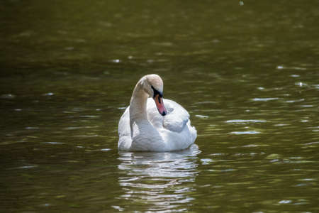 A graceful white swan swimming on a lake with dark green water. The white swan is reflected in the water. The mute swan, Cygnus olorの写真素材