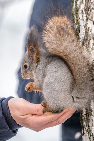 Red squirrel sitting on hand and eating nuts. Squirrel eats nuts. Caring for animals in winter or autumn. Eurasian red squirrel, Sciurus vulgarisの写真素材