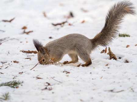 Squirrel hides nuts in the white snow. Eurasian red squirrel, Sciurus vulgarisの写真素材
