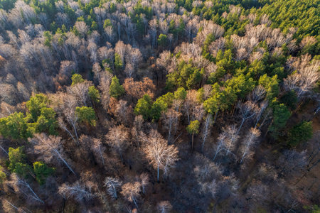 Aerial drone view of stunning colorful autumn fall forest. Drone Aerial View Concept.