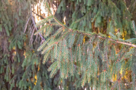 Green fir branches in winter at sunset. Branches of fir tree as background, closeup. Christmas...