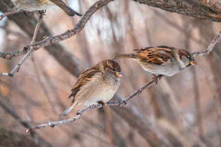 Sparrow sits on a branch without leaves. Sparrow on a branch in the autumn or winterの写真素材