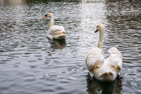 Two graceful white swans swim in the dark water. The mute swan, Cygnus olorの写真素材