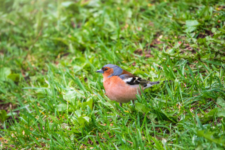 Common chaffinch sits on a green lawn in spring. Beautiful songbird Common chaffinch in wildlife. The common chaffinch or simply the chaffinch, latin name Fringilla coelebs.の写真素材