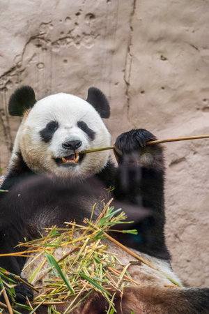 The Giant Panda Bear sits while eating a bamboo stalk. The giant panda, Ailuropoda melanoleucaの写真素材