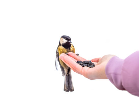 Girl feeds a tit from from a hand, isolated on white background. A bird sits on a woman's hand and...