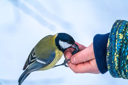 The Great tit eats seeds from a palm of little boy. A tit bird sitting on the hand and eating seeds. Hungry bird Great tit eating seeds from a hand during autumnの写真素材