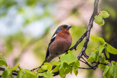 Common chaffinch sits on a branch in spring on green background. Beautiful songbird Common chaffinch in wildlife. The common chaffinch or simply the chaffinch, latin name Fringilla coelebs.の写真素材