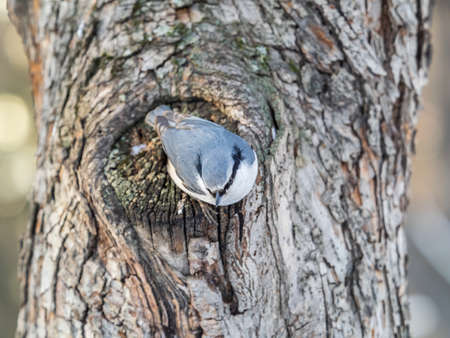 Eurasian nuthatch or wood nuthatch, lat. Sitta europaea, sitting on a tree trunk with a blurred background. Orange colored small bird with a black eyestripe.の写真素材