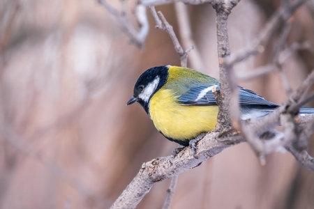 Cute bird Great tit, songbird sitting on a branch without leaves in the autumn or winter. Parus...