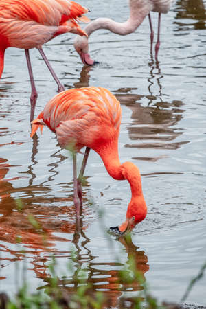 The American flamingo Phoenicopterus ruber standing in water on lake shore. It is a large species of flamingoの写真素材