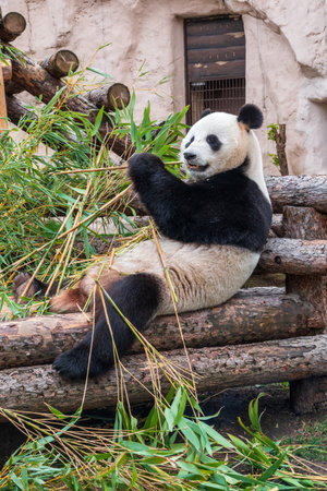 The Giant Panda Bear sits while eating a bamboo stalk. The giant panda, Ailuropoda melanoleucaの写真素材