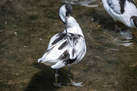 The pied avocet, Recurvirostra avosetta, is a large black and white wader with long, upturned beak and long, bluish legsの写真素材
