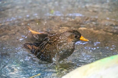 A European Starling is splashing in the shallow water taking a bath. The common starling or European starling, Sturnus vulgaris, bathing in full action with water splashing around and movement in waterの写真素材