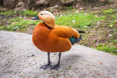The ruddy shelduck walks across the green lawn. Ruddy shelduck, Tadorna ferrugineaの写真素材