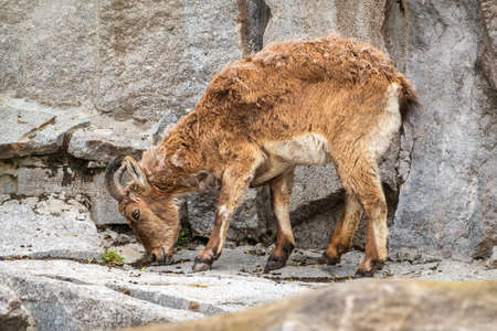 Mountain goat or East caucasian tur, female, latin name Carpa cylindricornis. It is critically endangered large animalsの写真素材