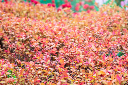 Branches of bushes with young red-orange leaves. Background image.の写真素材
