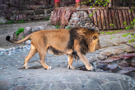 Side portrait of a young Asian lion in sunny day. The head with splendid mane of the King of beasts. Wild beauty of the biggest catの写真素材