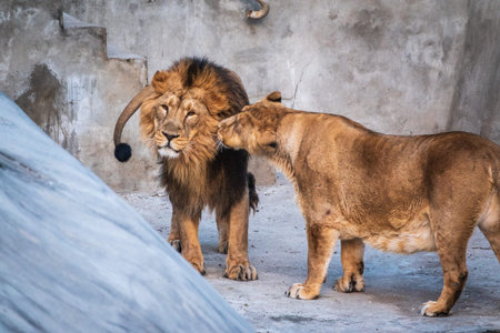 A pair of Asian lions, lat. Pantera leo persica. One male and one female. Wild beauty of the biggest...