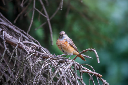 The common redstart female, Phoenicurus phoenicurus, is photographed in close-up sitting on a branch...