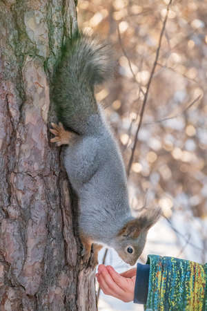 A little child in winter feeds a squirrel with a nut. Cute little boy feeding squirrel at winter parkの写真素材