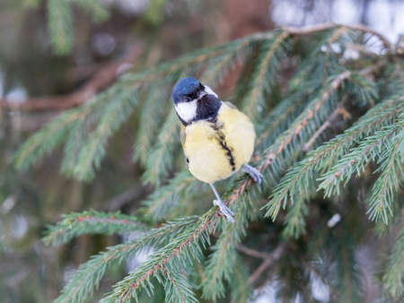 Cute bird Great tit, songbird sitting on the nice fir branch. Parus majorの写真素材
